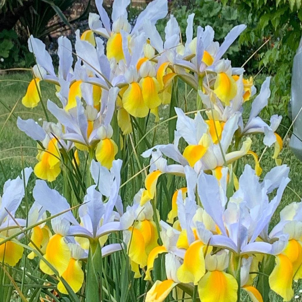 Iris x hollandica. It likes the spot it’s in where it can bake in the sun in all...