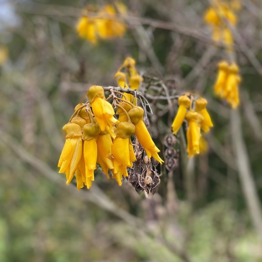Sophora tetraptera : the large leaved kowhai : a #NewZealand #native, semi-everg...