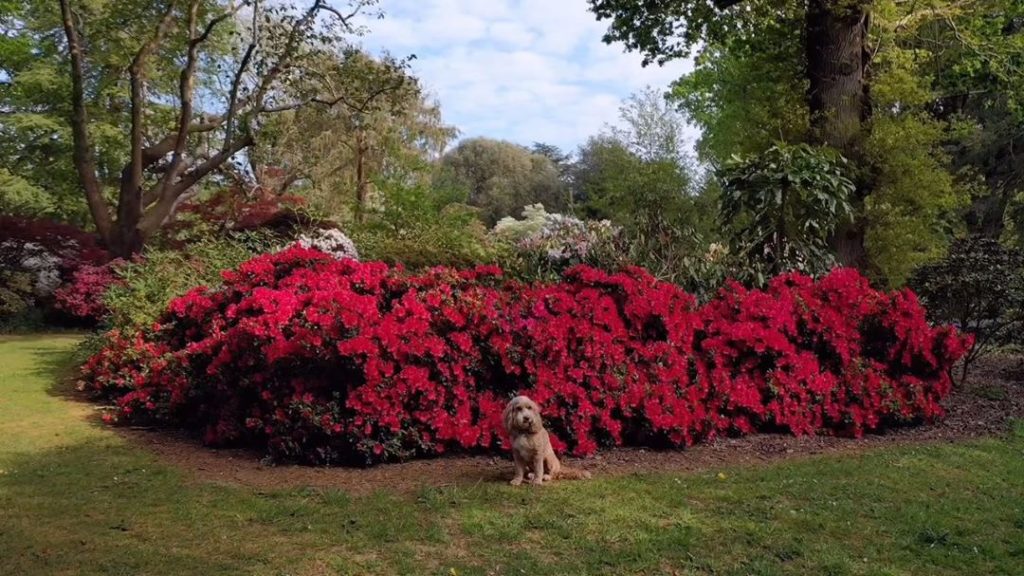 marielouiseagius: I know what the controversy will be before this even gets posted!!…so I’m goin… I know what the controversy will be before this even gets posted!!...so I’m goin...