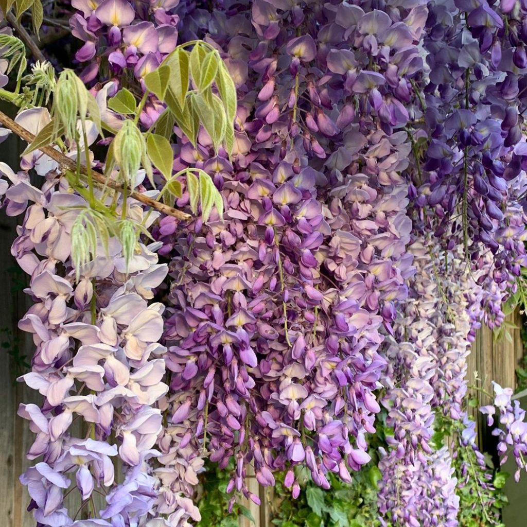 OMG... The scent!!! 
Conveniently growing low on a fence where my 5’4” can appre...