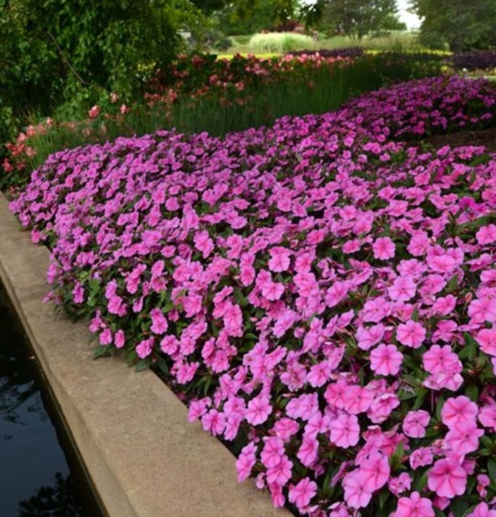 gardendesignmag: “Because impatiens flower prolifically, are some of the easiest plants to grow, … “Because impatiens flower prolifically, are some of the easiest plants to grow, ...