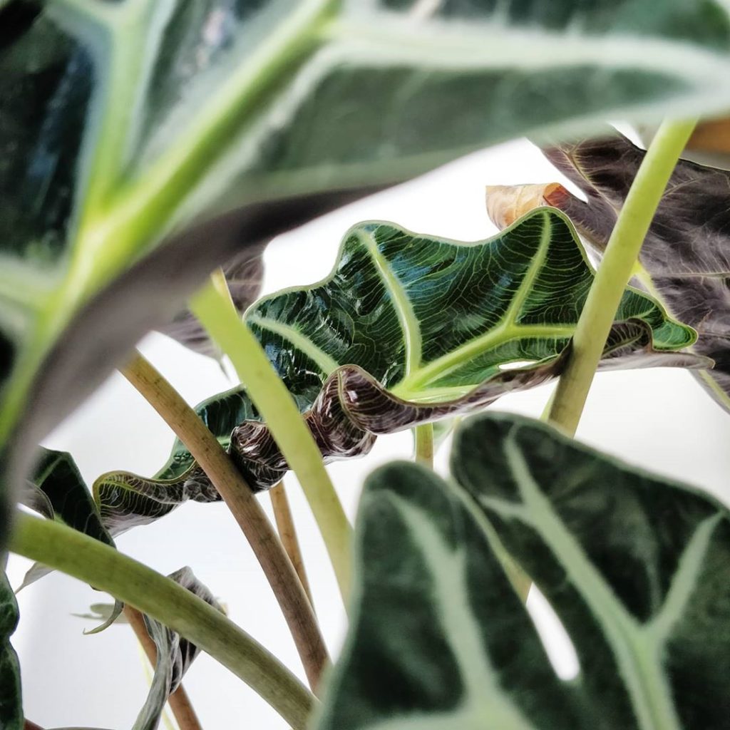 houseplantjournal: Alocasia Polly report:
1️⃣ Excited for this!
2️⃣ Thi… Alocasia Polly report:
1️⃣ Excited for this!
2️⃣ Thi...