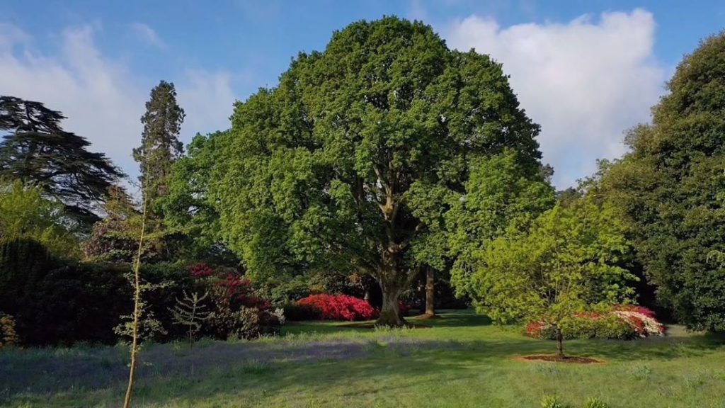 #Tuesday’s #tree of the day : this superb Sessile #Oak - Quercus petraea, is one...