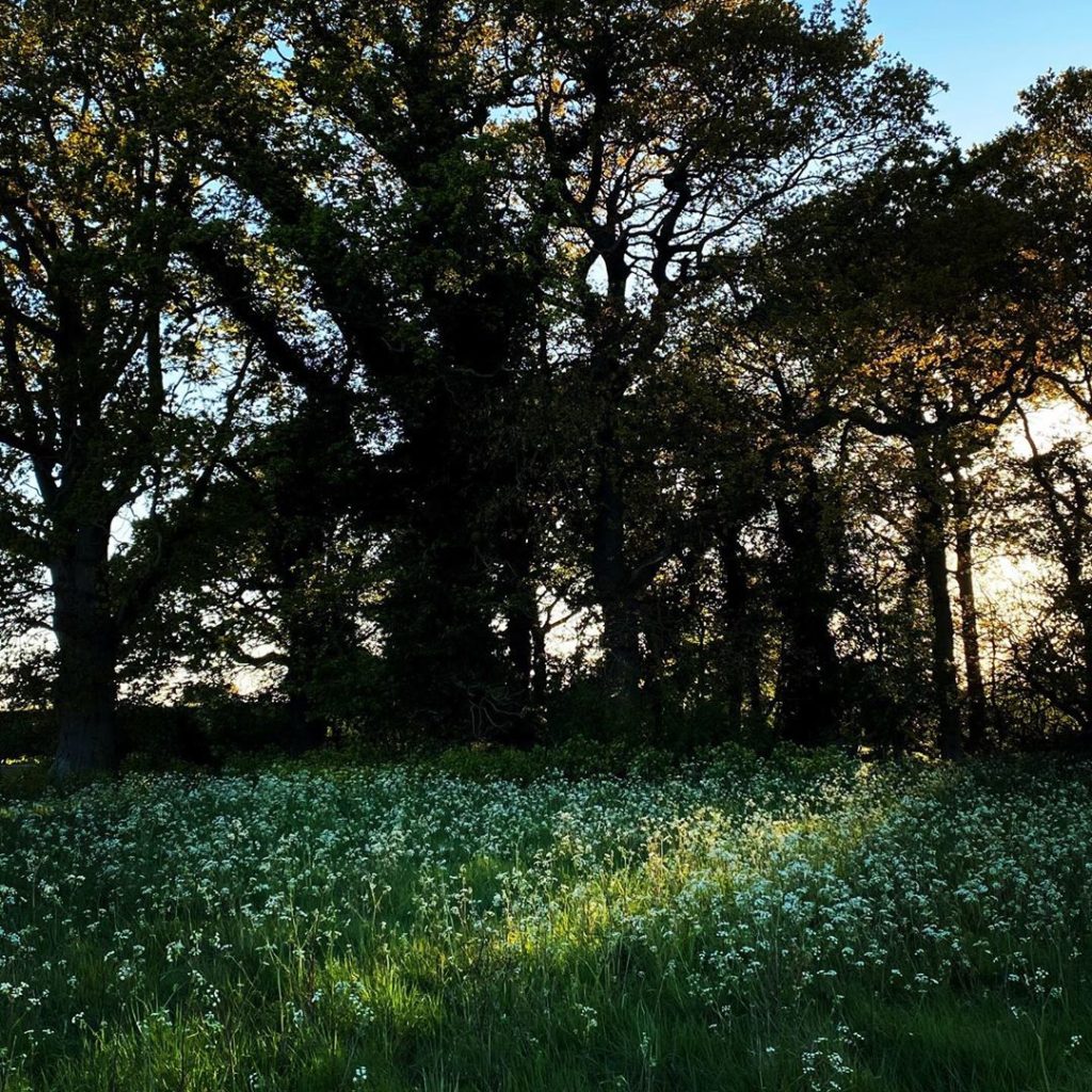 Daily exercise #frothy #cowparsley  #allsobeautiful #rightnow...