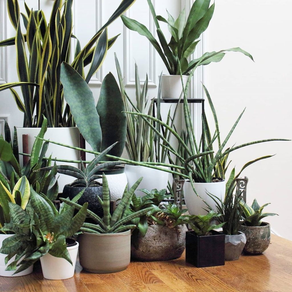 For the love of plants: everytime you hear "thrives in low light", you should re...