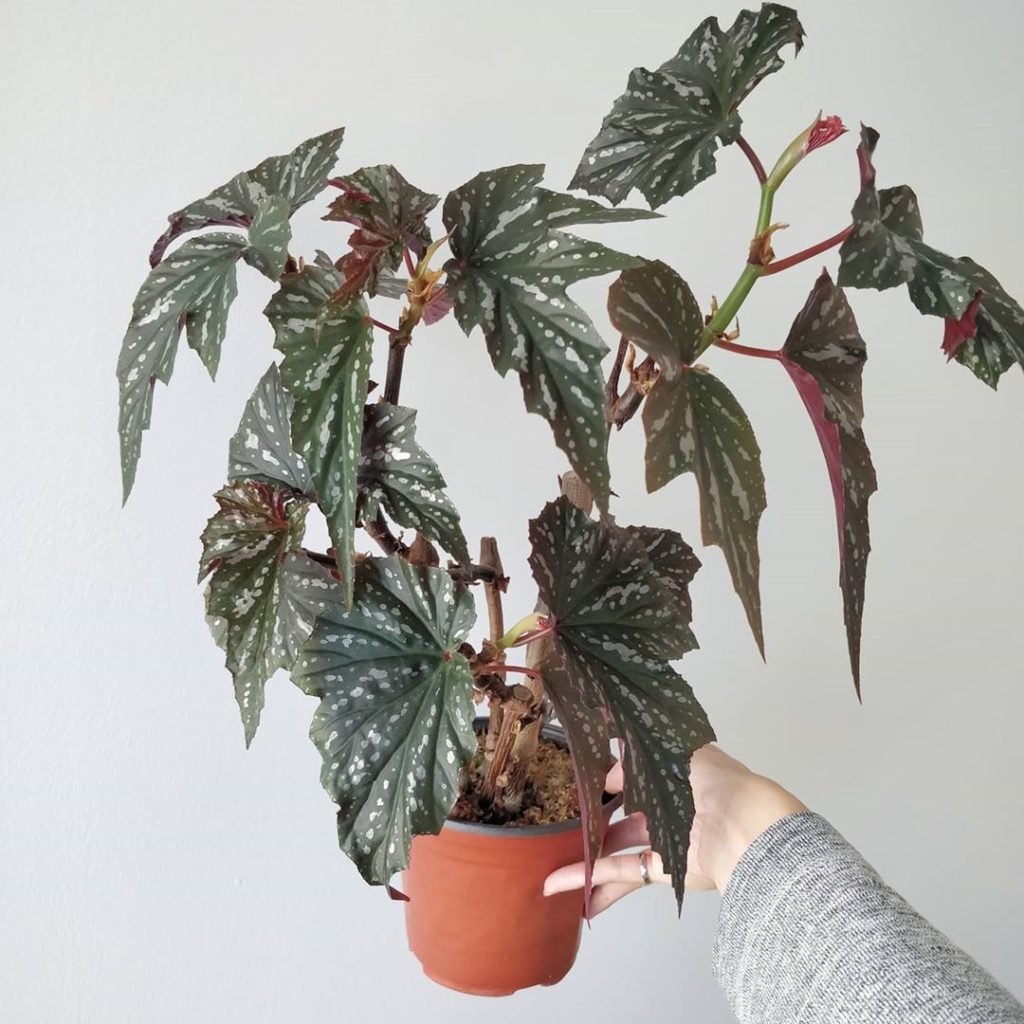 Begonia 'Lady Vanderwilt' update:
2️⃣ I love how the leaves glow w...