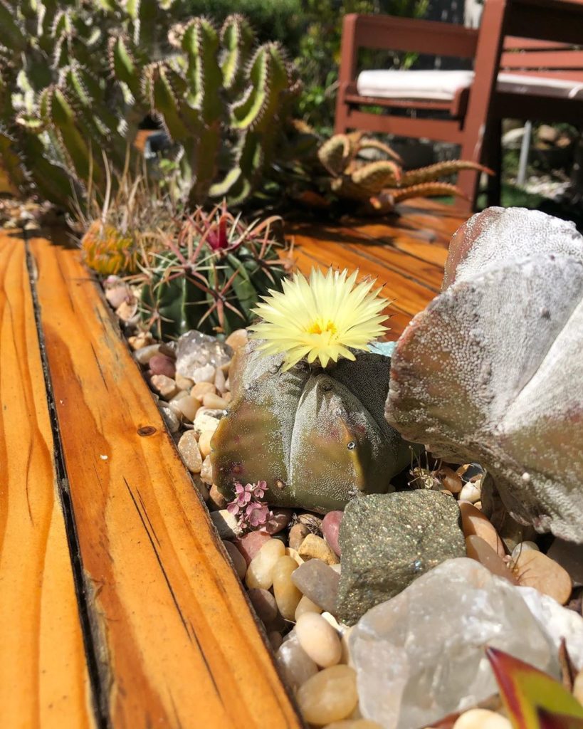 Table #astrophytum bloom  #tgif #ryanbenoitdesign #livingtable...