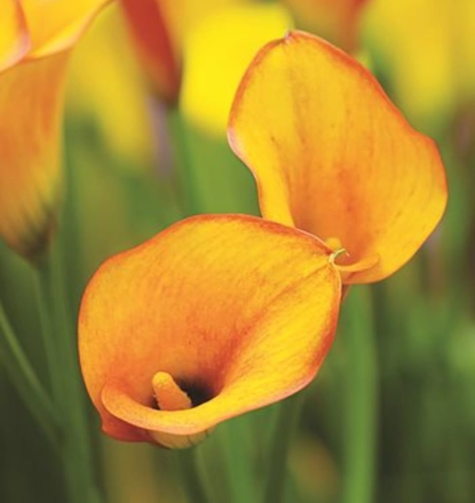 Planting calla lilies soon? Bury them 3 to 4 inches deep in porous soil directly...