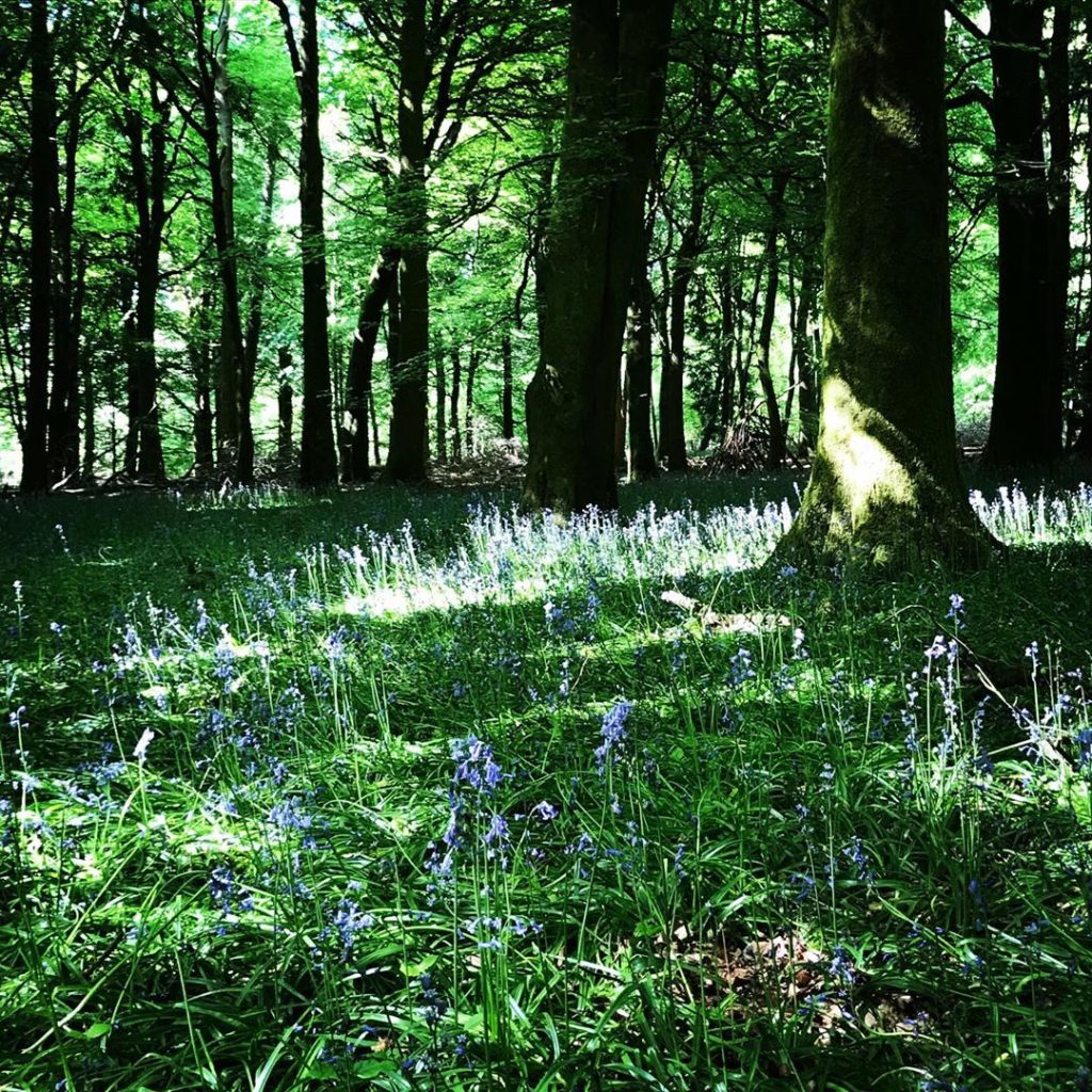 #bluebell #heaven in #grovelywoods #cantbeatit #bestever #woodlandplanting #wilt...