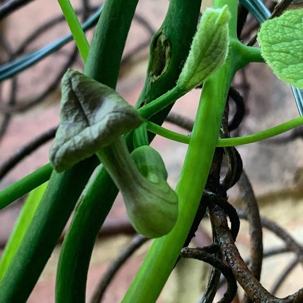 The inner plant nerd in me is literally doing summersaults. OK, who am I kidding...