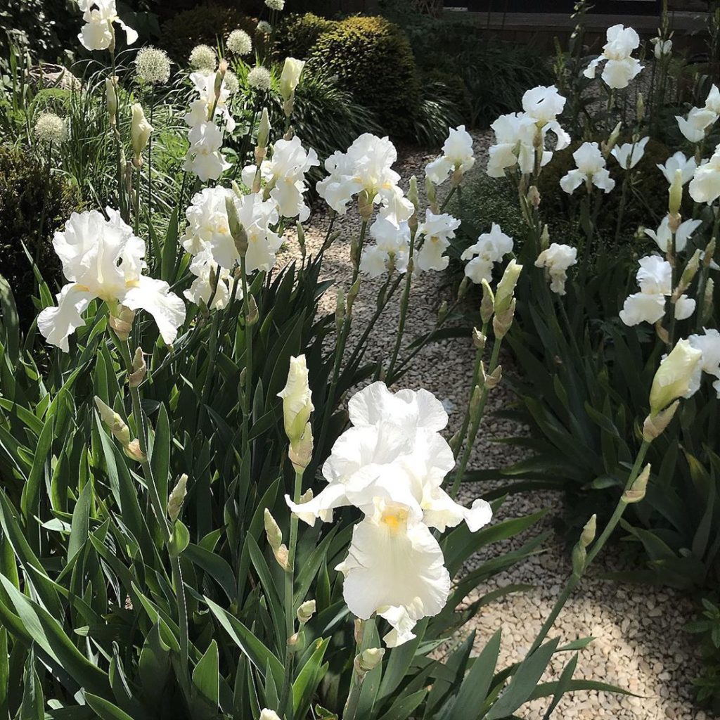 Path? What path? Who needs a path... #irisgermanica #allium #inmygarden .
.
.
.
...