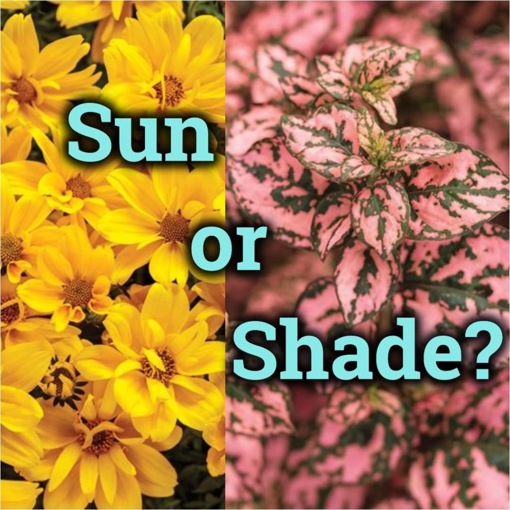 gardendesignmag: Is your garden more in the sun or shaded?
.
In our newsletter Thursday, we’ll sh… Is your garden more in the sun or shaded?
.
In our newsletter Thursday, we’ll sh...