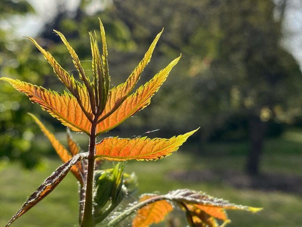 #Details : One of the joys of #horticulture and #gardens is suddenly chancing up...