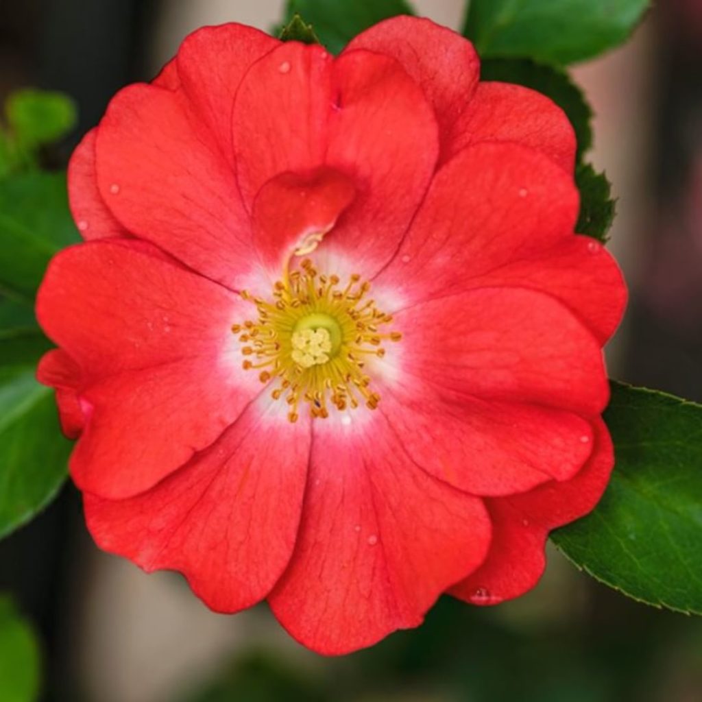 gardendesignmag: Mystery Plant Monday
.
-Zones 4-11
-Blooms late spring to fall
-Choose a sunny t… Mystery Plant Monday
.
-Zones 4-11
-Blooms late spring to fall
-Choose a sunny t...