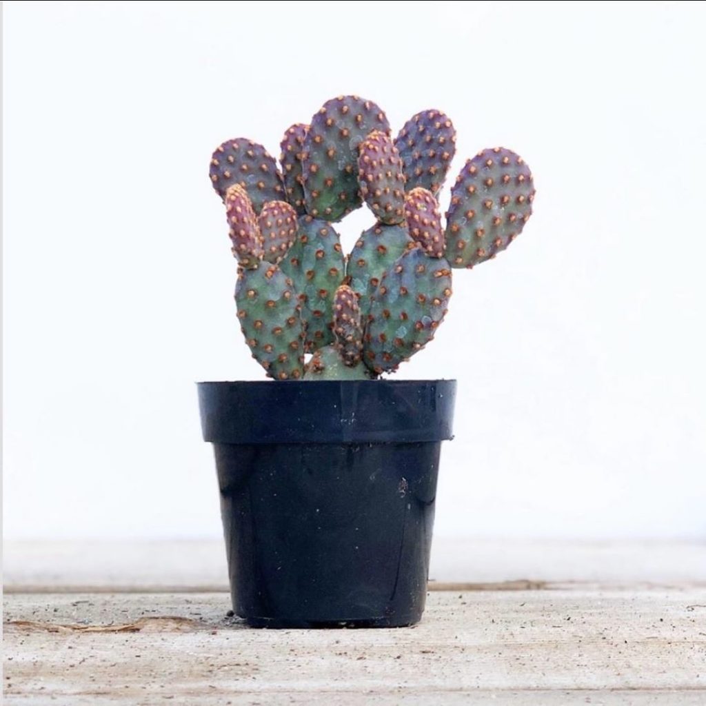 Back in stock!! Check this cutie off your wishlist....