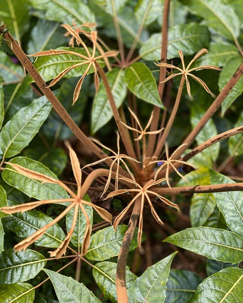 #Schefflera #love  I’m mad about these #structural, evergreen #plants, particul...