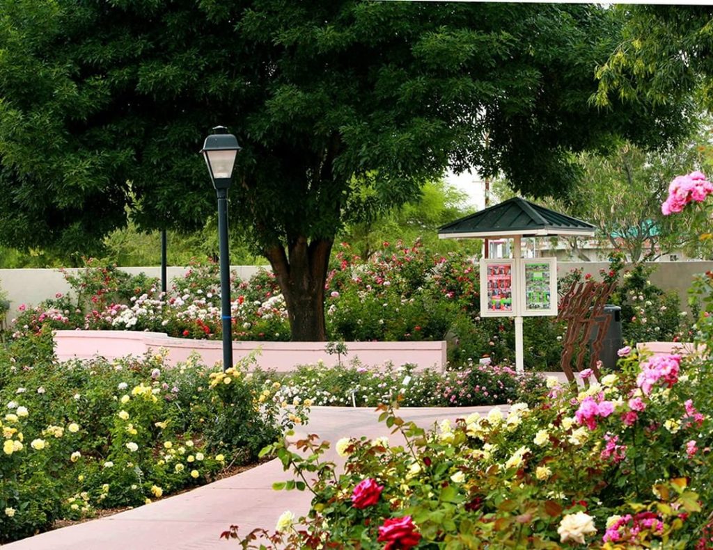 A rose garden...in the desert?!
.
The Rose Garden at @mesacc is home to almost 9...