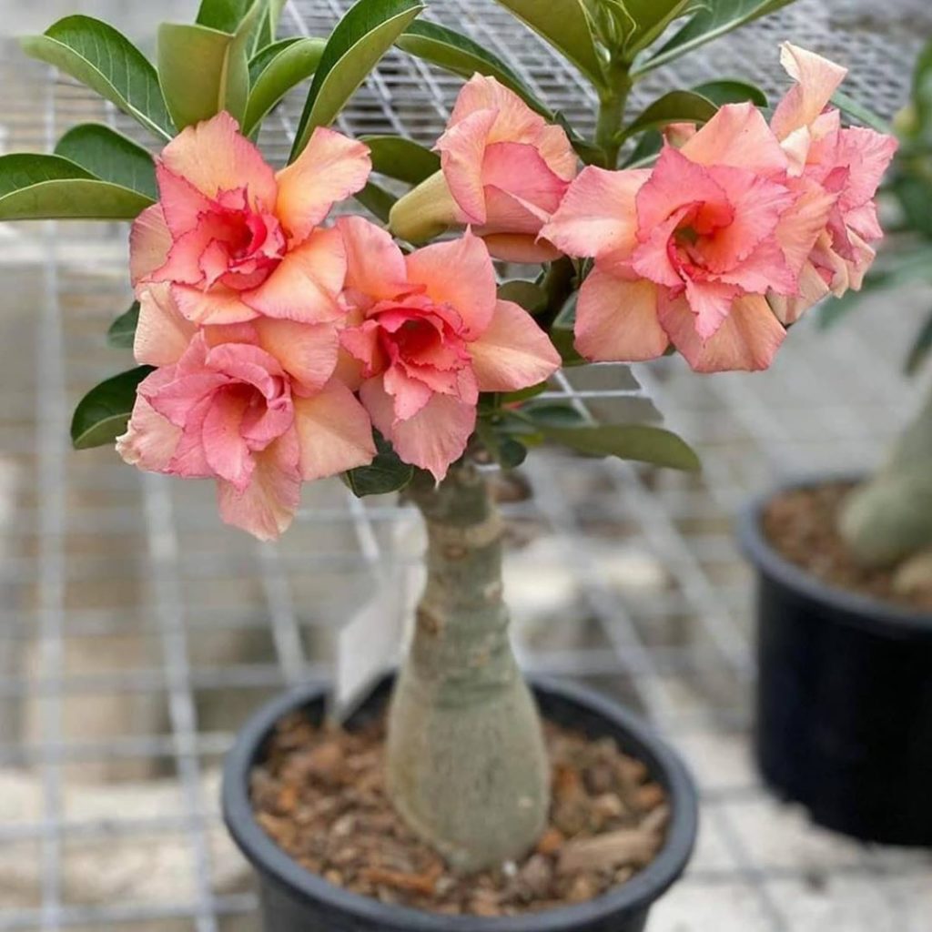 If you think you need a miniature flowering tree in your life you’re probably r...
