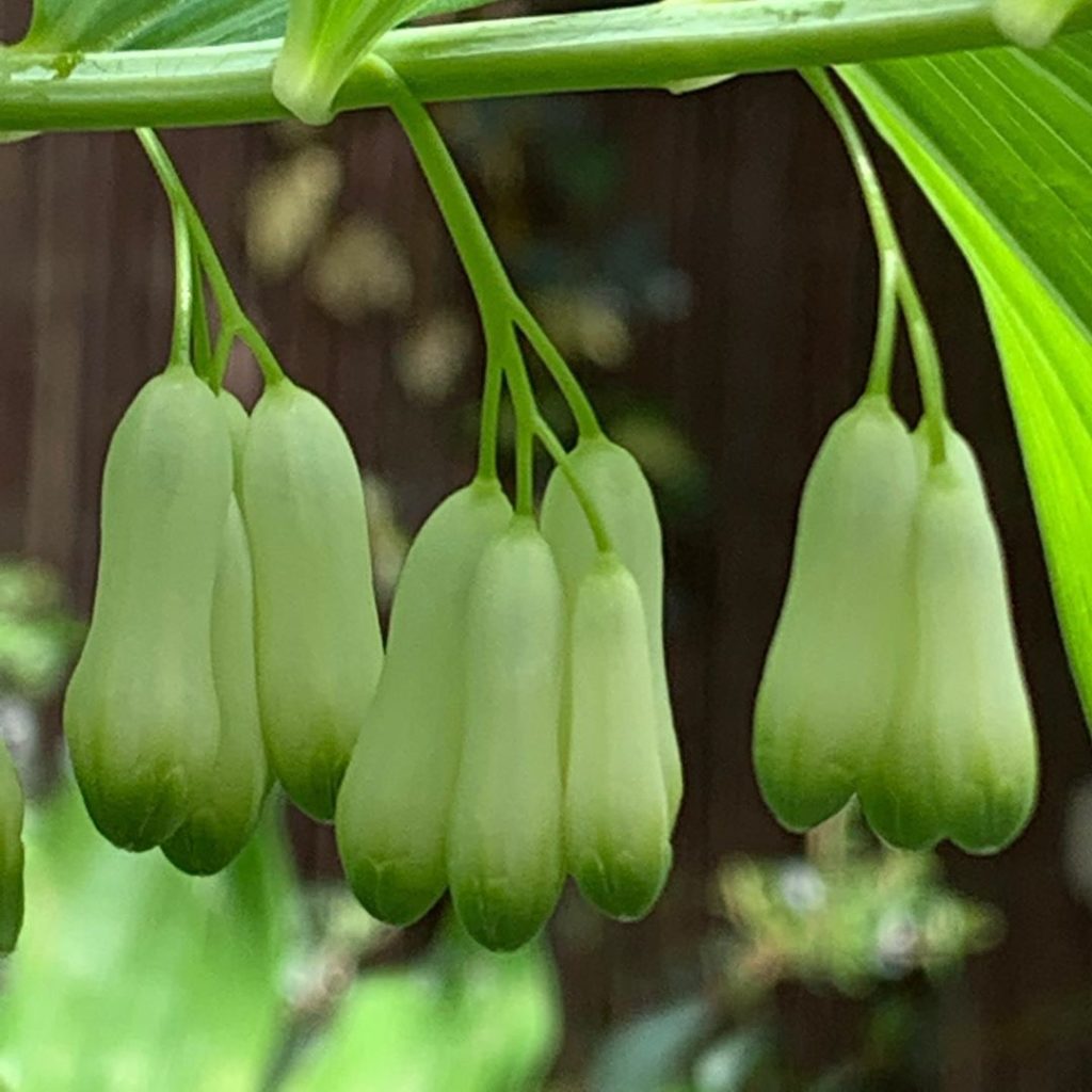 kategouldgardens: In a little bit of shade and still looking good. Polygonatum / Solomon’s Seal is… In a little bit of shade and still looking good. Polygonatum / Solomon’s Seal is...