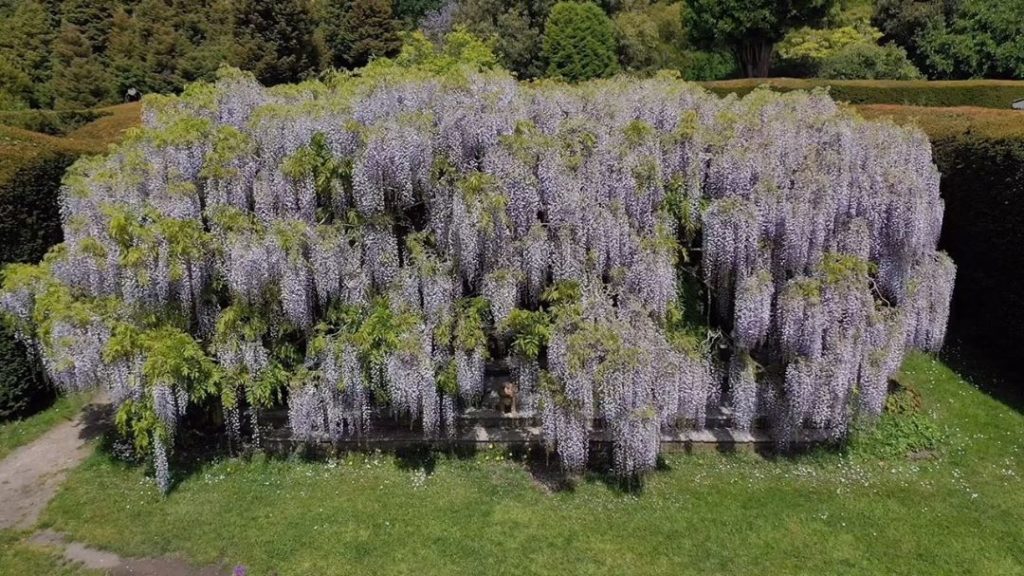 marielouiseagius: #weekend #wisteriahysteria – Round 2 : …one week on and if it’s possible, bo… #weekend #wisteriahysteria - Round 2 : ...one week on and if it’s possible, bo...