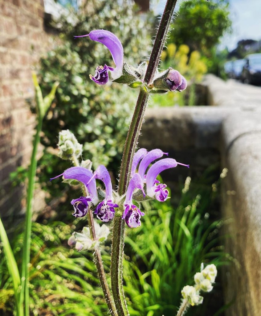 This organically grown Salvia indica would have been strutting it’s stuff at Che...
