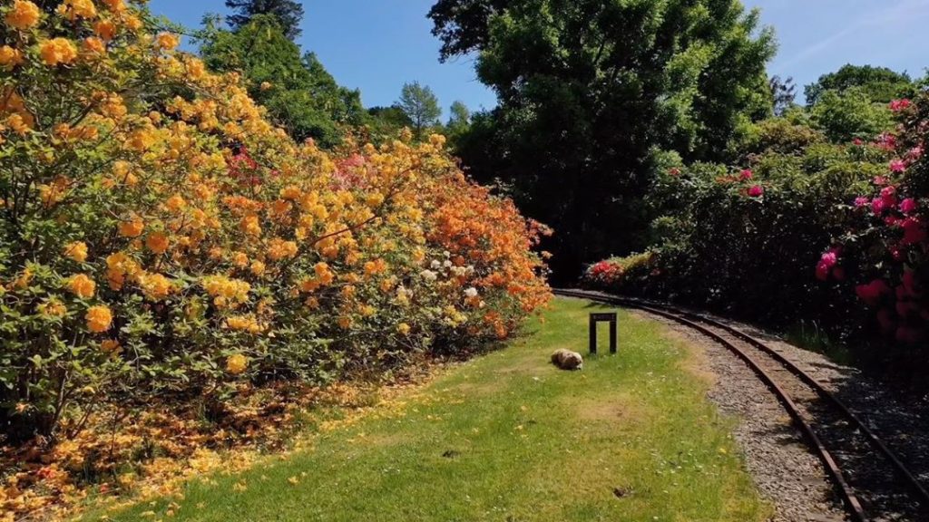 scent’tastic : today an homage to the #Exbury hybrid #azaleas - which are curren...