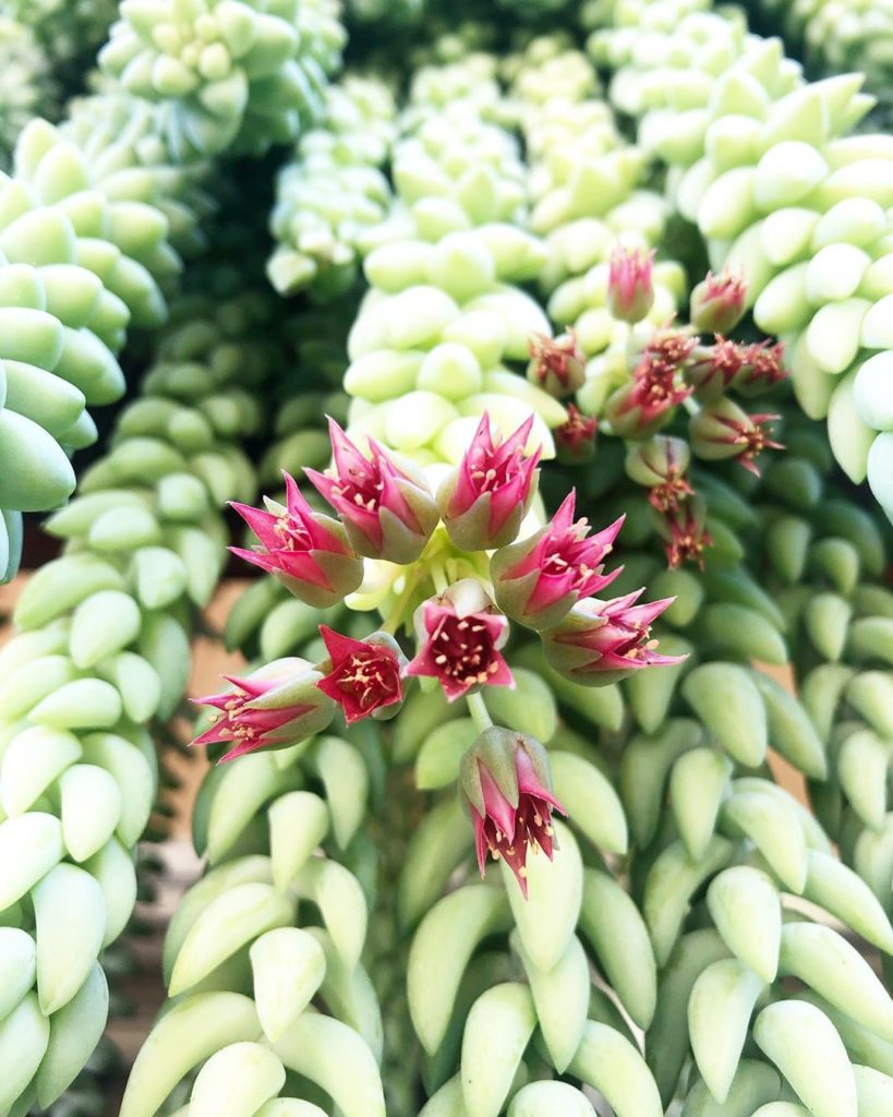 Don’t miss the bright blooms on the ends of your burros tails this time of year ...