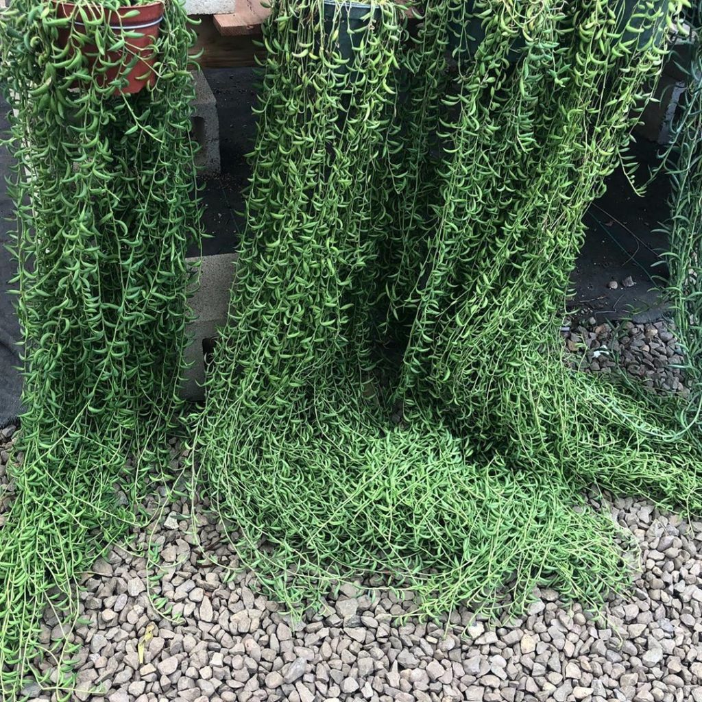 LIVE AUCTION 5 ft long STRING OF BANANAS!!! Starting price is $25 Auction ends t...