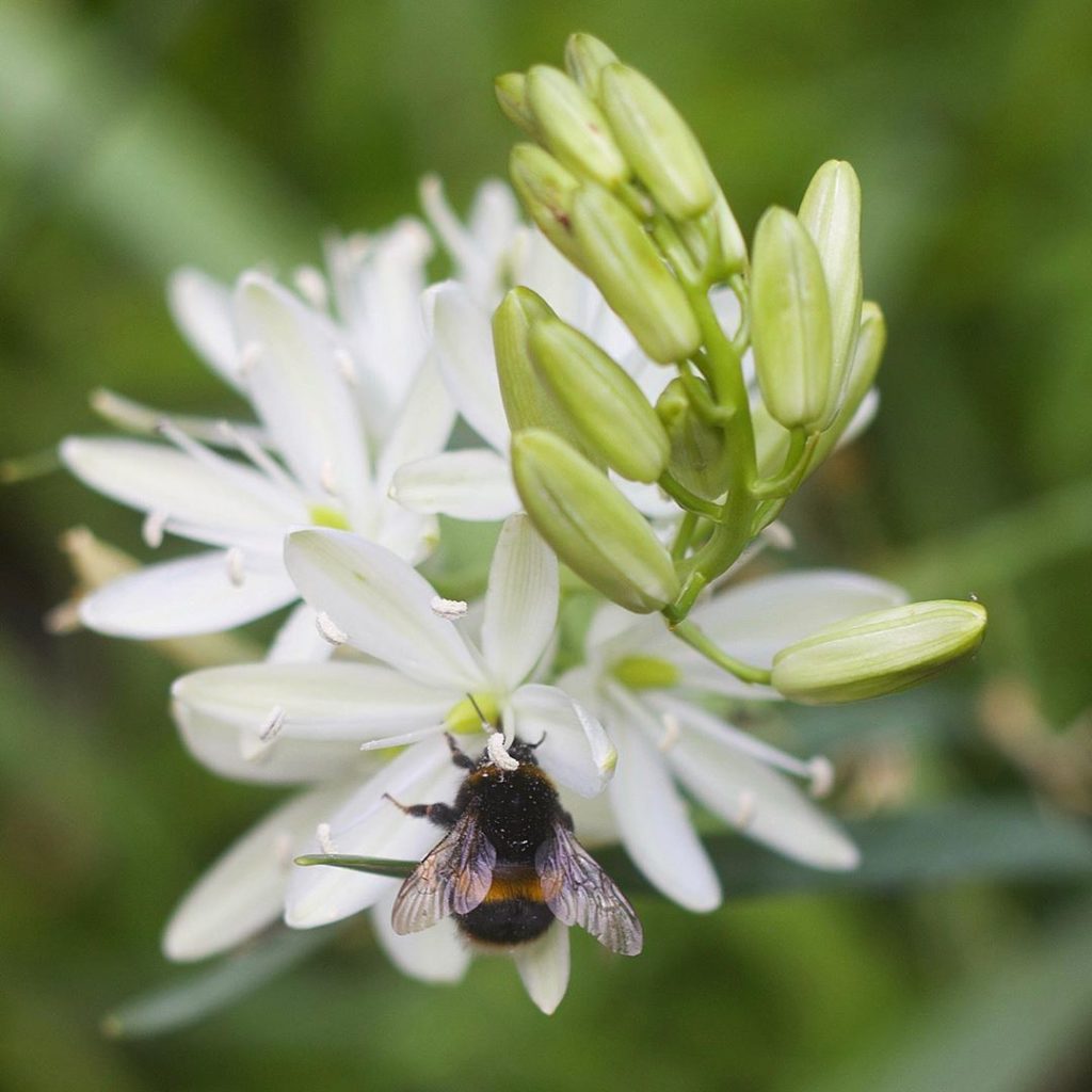 sheilajacklandscapes: Bee patient… white camassia always later than the blue but worth the wait #ca… Bee patient... white camassia always later than the blue but worth the wait #ca...