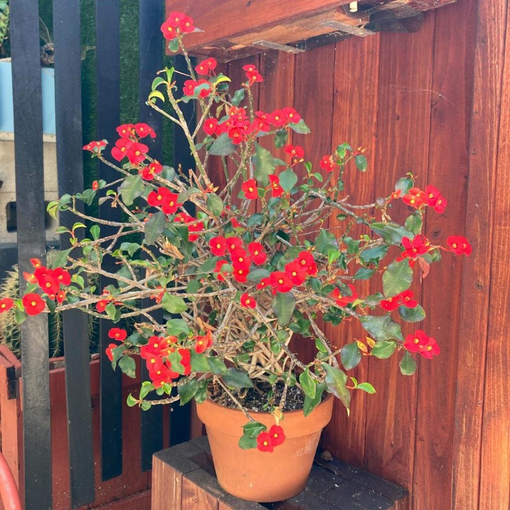 Probably one of the easiest plants to care in the garden and a constant bloomer....