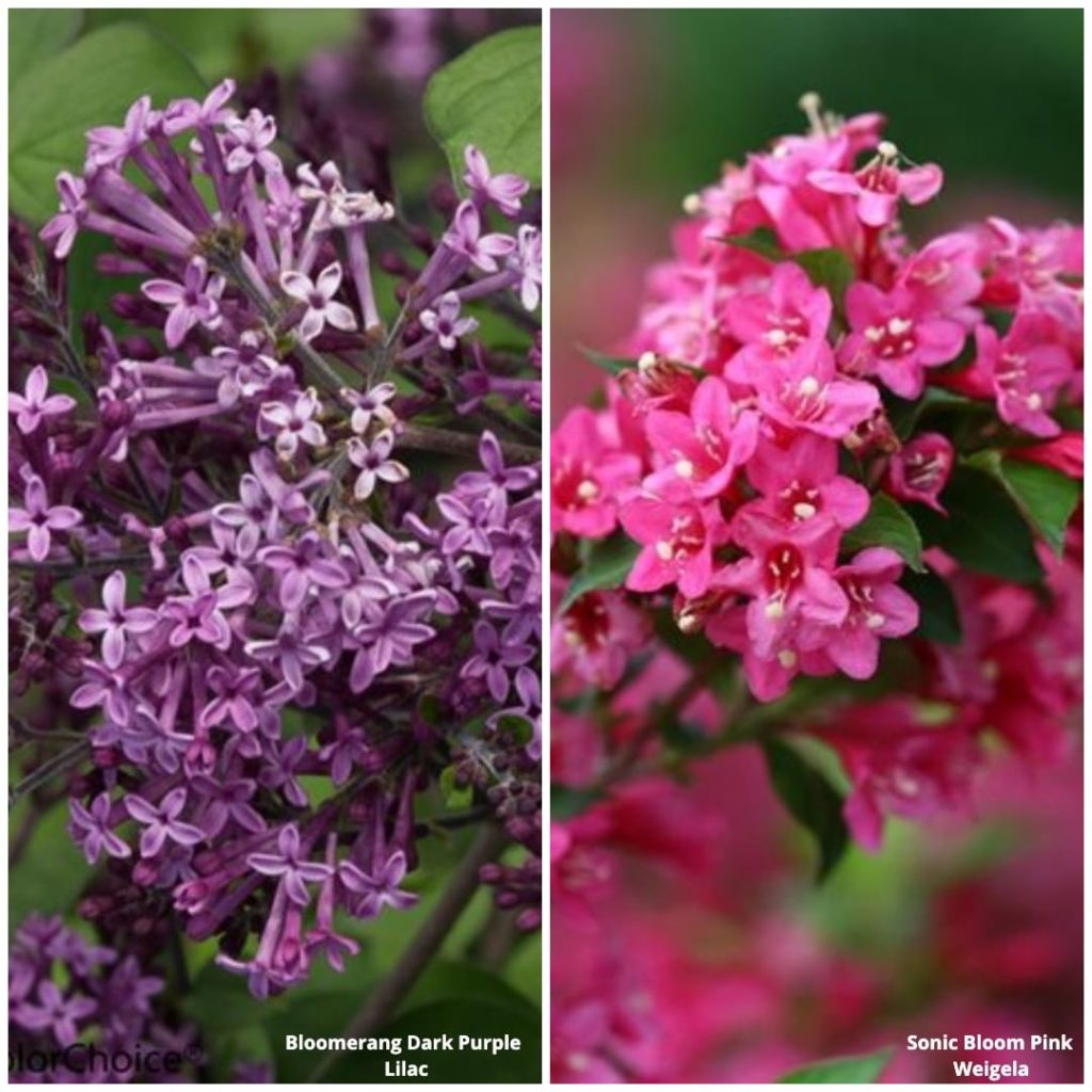 gardendesignmag: Lilac or Weigela – Which is your favorite?
.
Bloomerang Dark Purple Lilac
-Zones… Lilac or Weigela - Which is your favorite?
.
Bloomerang Dark Purple Lilac
-Zones...