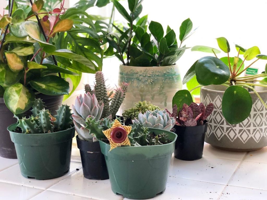 Plant obsessed? We’re shipping in 1-3 days and restocking our site daily!!...