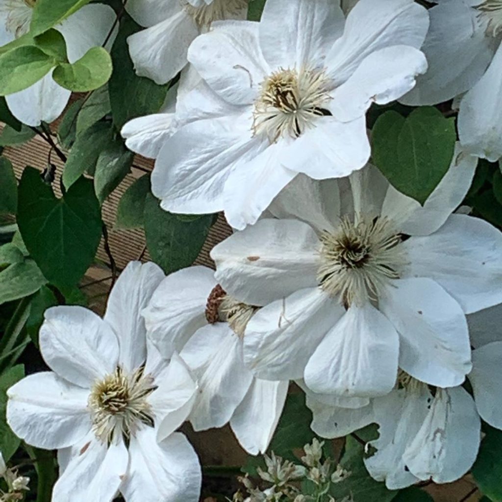 Like someone turned a light switch on. Clematis ‘Guernsey Cream’  40% dinner pla...