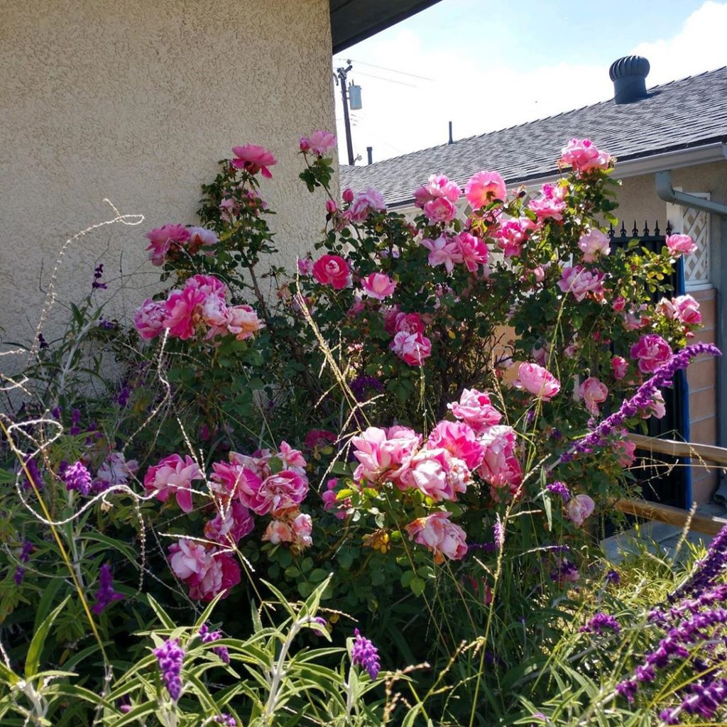 gardendesignmag: My aunt Sharon sent me a few pictures of what is blooming in her front yard gard… My aunt Sharon sent me a few pictures of what is blooming in her front yard gard...