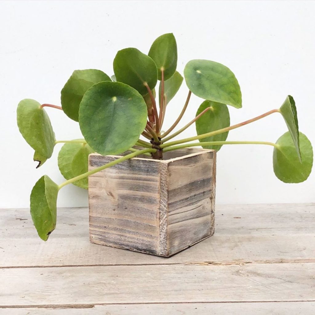 We are currently adding NEW STOCKS DAILY and Shipping ORDERS in 1-3 DAYS! Some ...