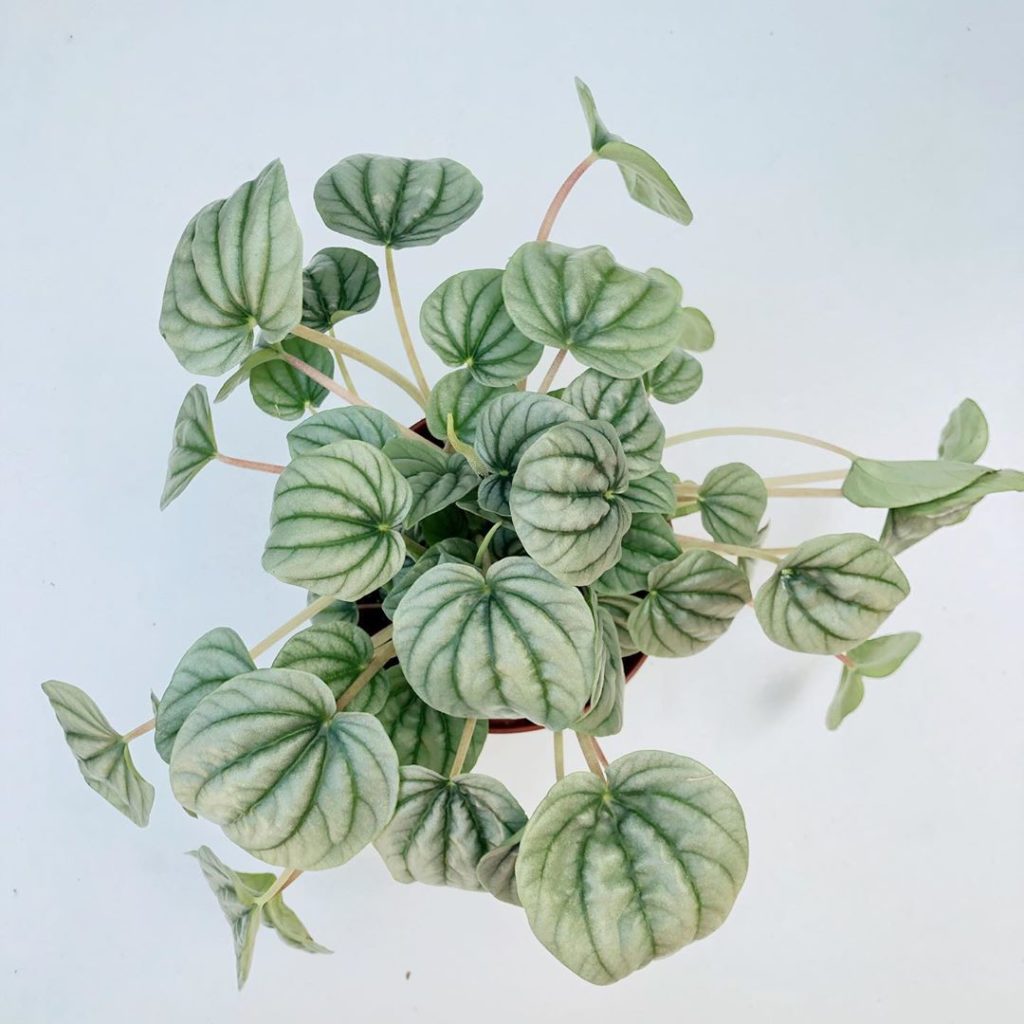 Kinda obsessed with house plants? Me too  Excuse me while I pick my jaw up off ...