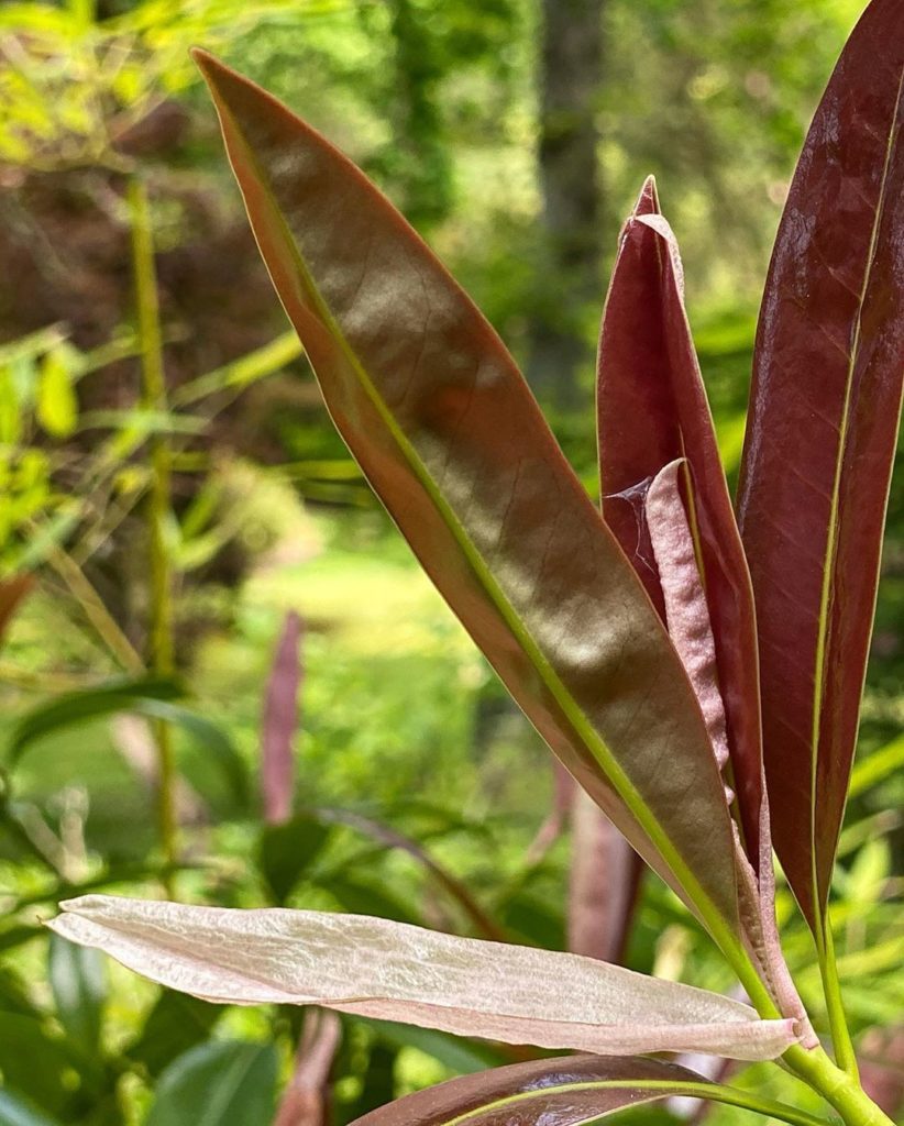 What a discovery - & every new find leads me to research & new knowledge! Say he...