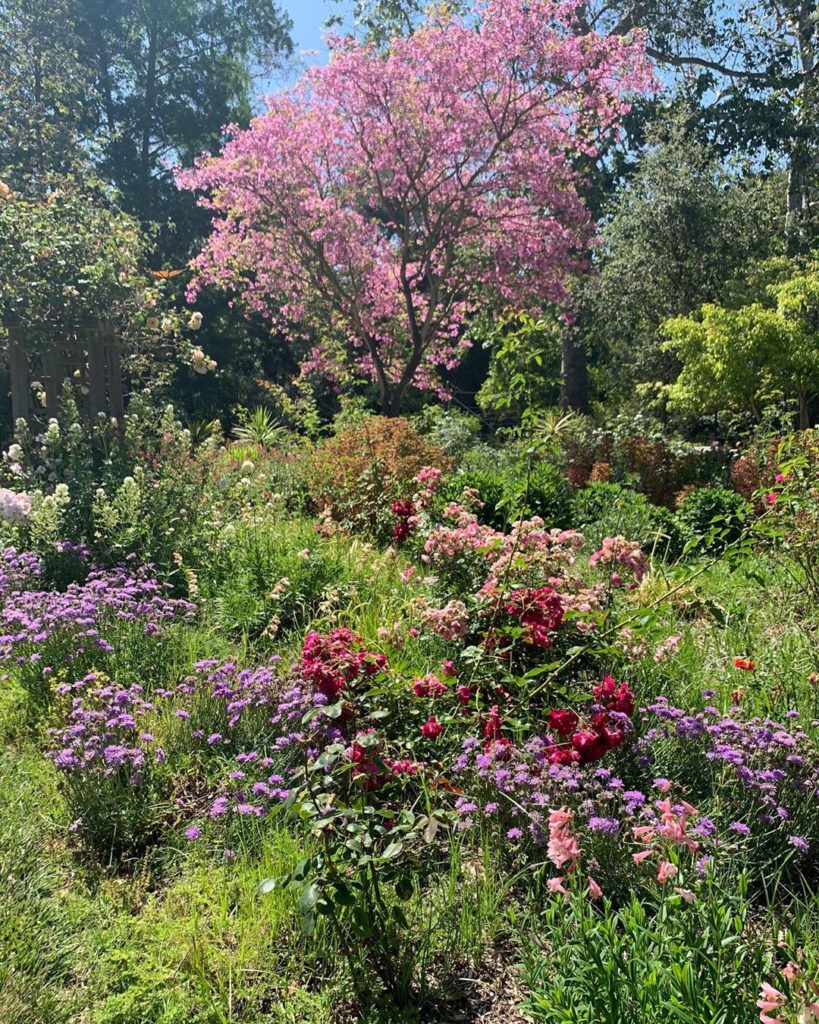 gardendesignmag: What a beautiful day at @descansogardens today!
My friend Veronica shared these … What a beautiful day at @descansogardens today!
My friend Veronica shared these ...