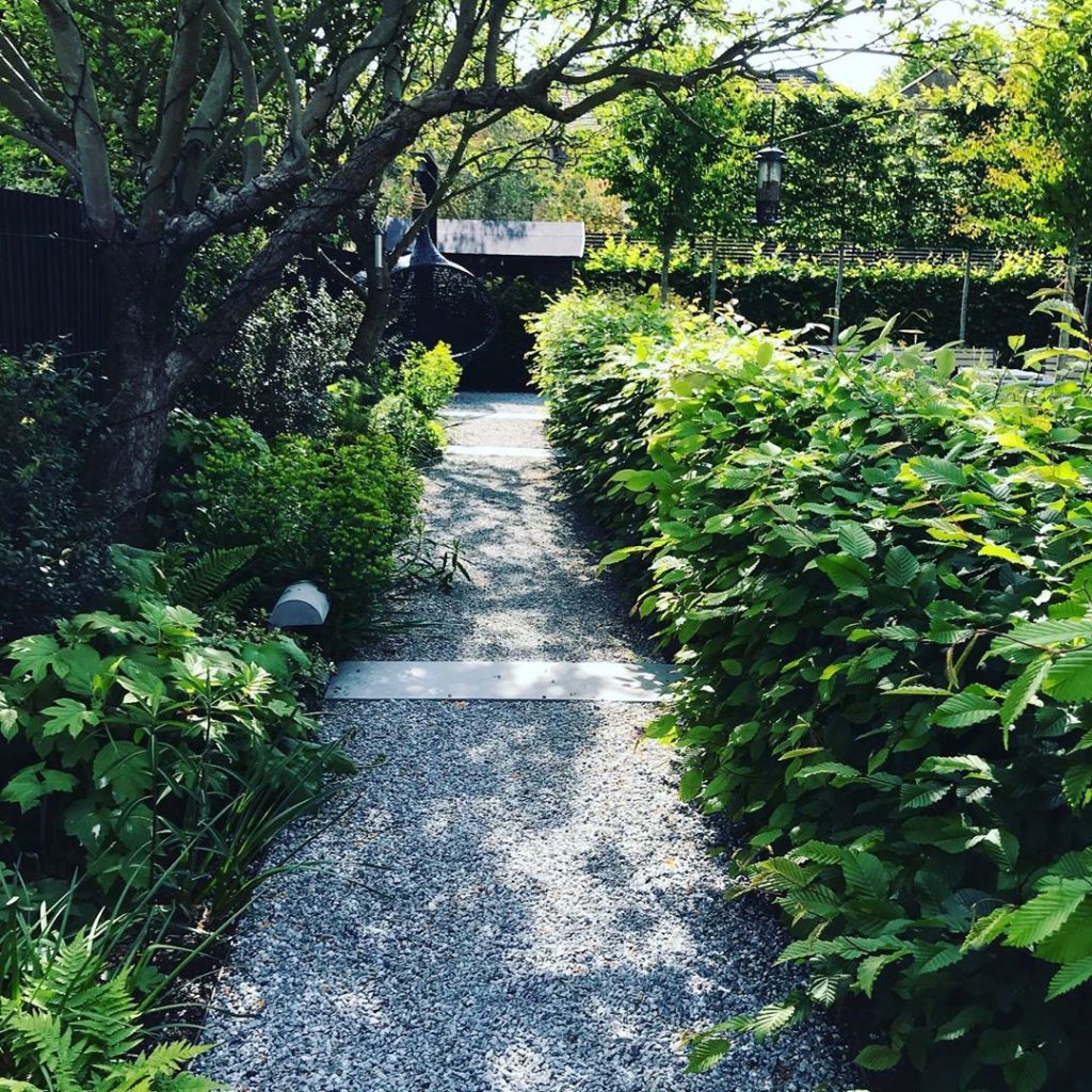 #first #season newly completed #towngarden #gravelpath #hormbeam #hedging 
#swin...