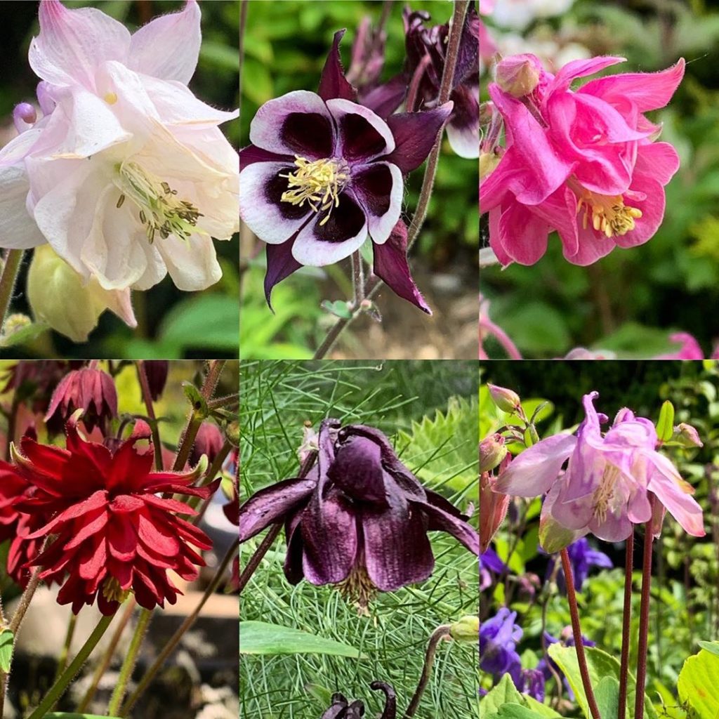 The Aquilegia have been quietly doing their thing in my absence. It was so lovel...