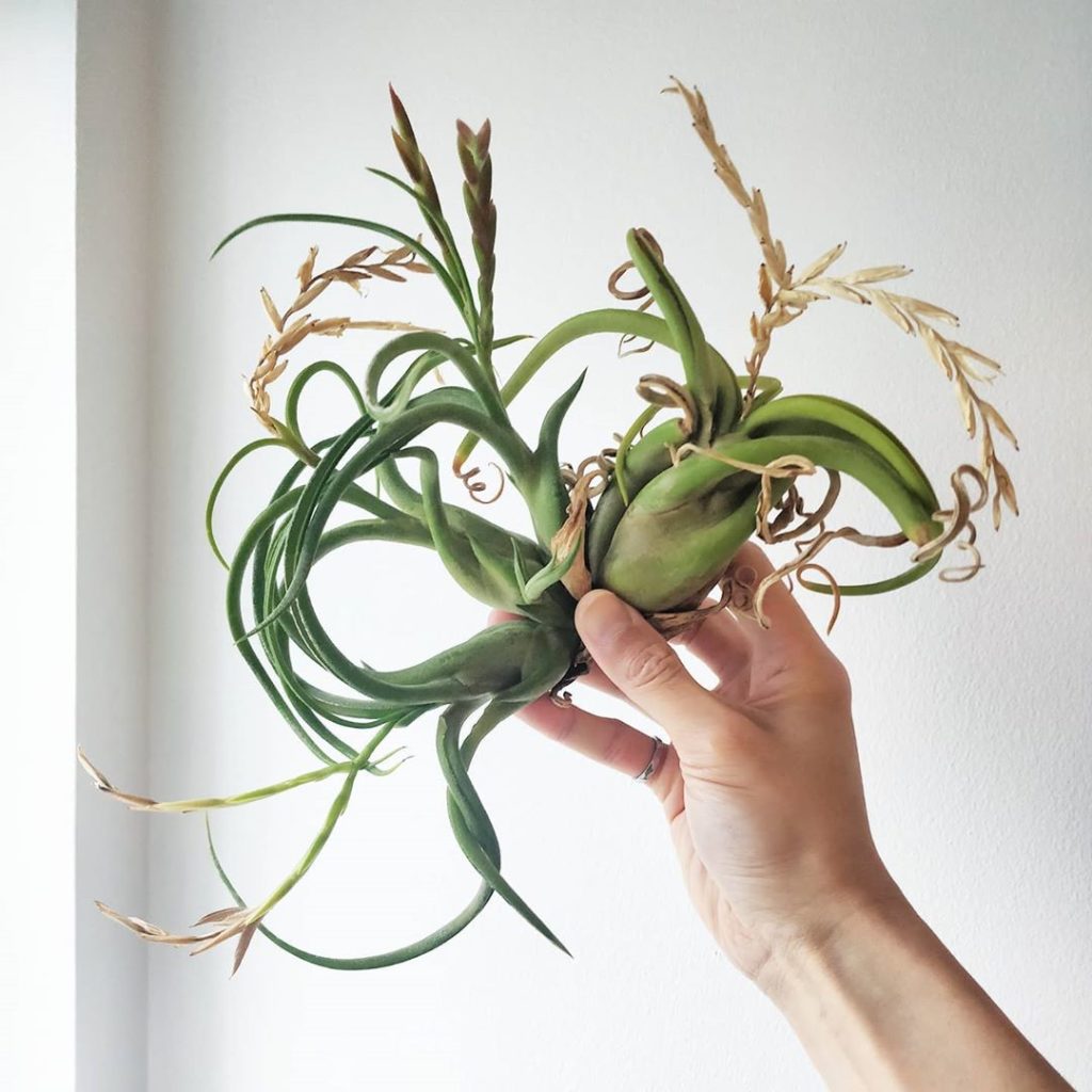 Link in profile: I added air plants (Tillandsia) to the list of light requiremen...