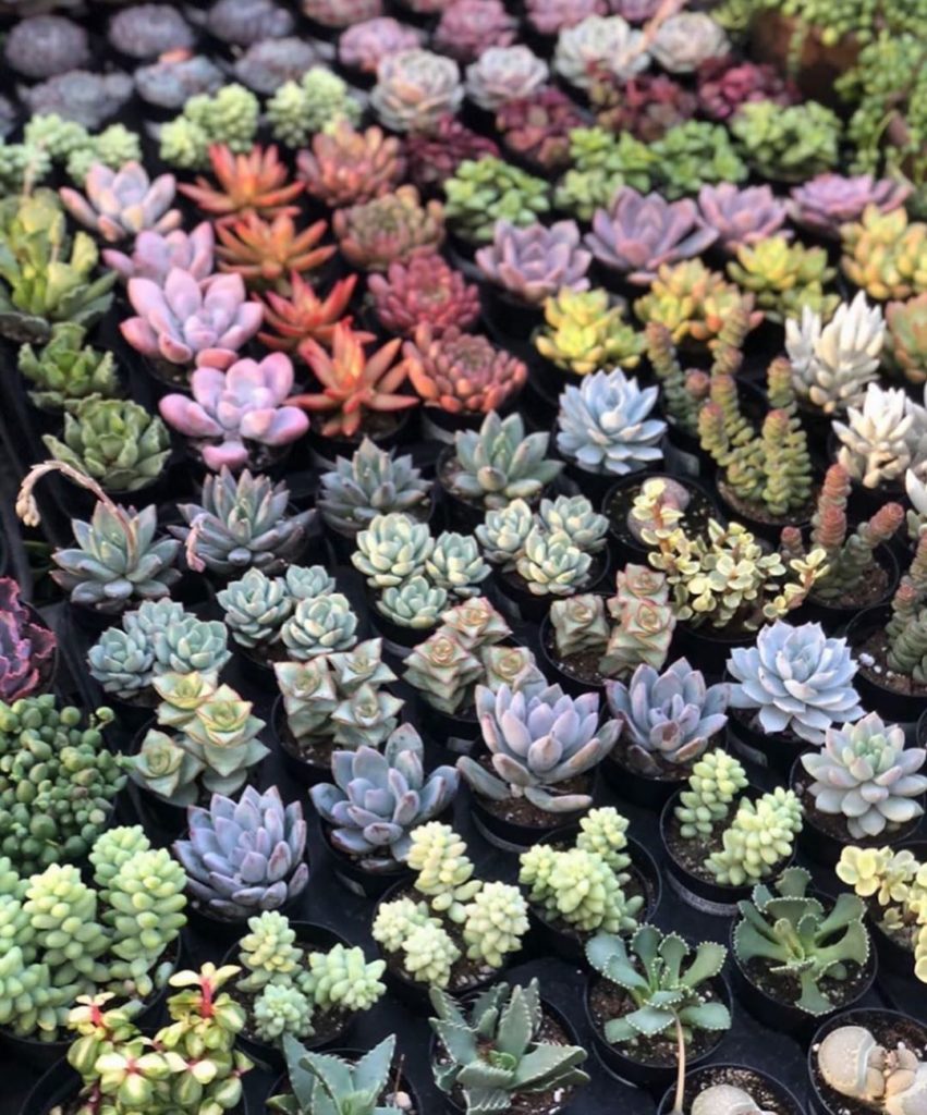 I just finished restocking our website! Almost everything is in stock! I’ll do ...