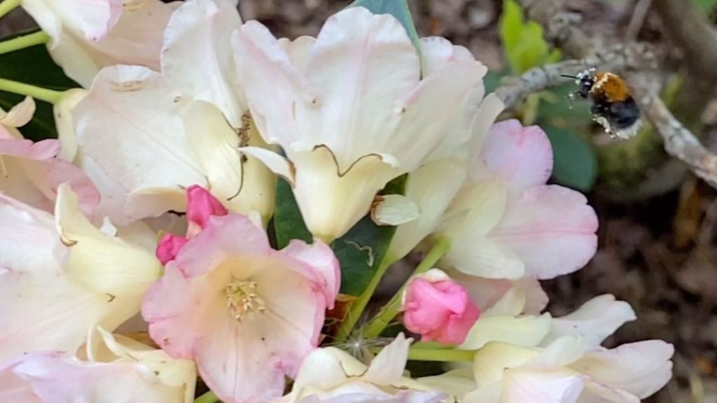 #Slowmotion #Saturday : whilst I appreciate that there is a sonic oxymoron situa...