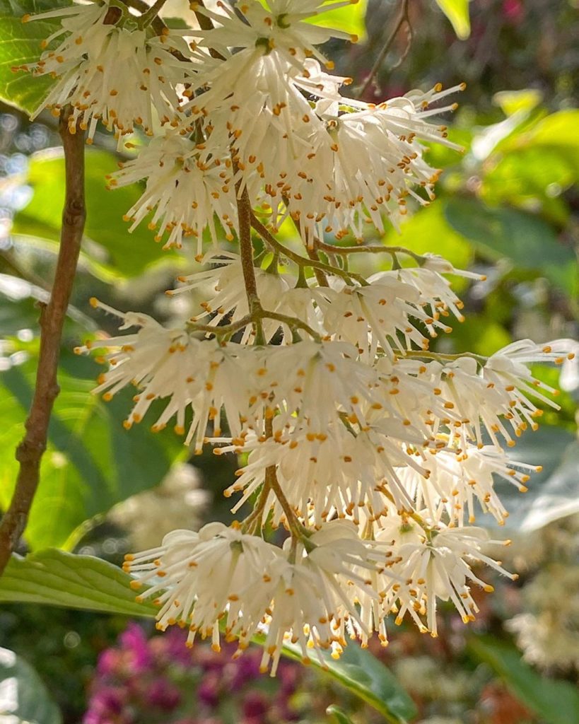 Pterostyrax psilophyllus : the small Epaulette #Tree. #Rarest of the 3 Pterostyr...