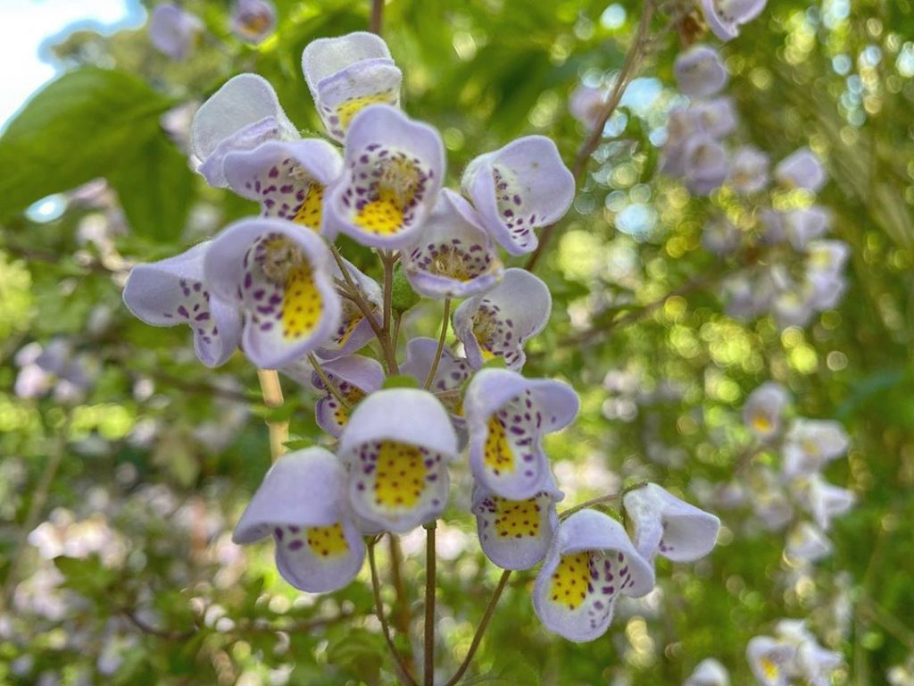 Just love this little chap I stumbled across - another ‘never seen before’ #plan...