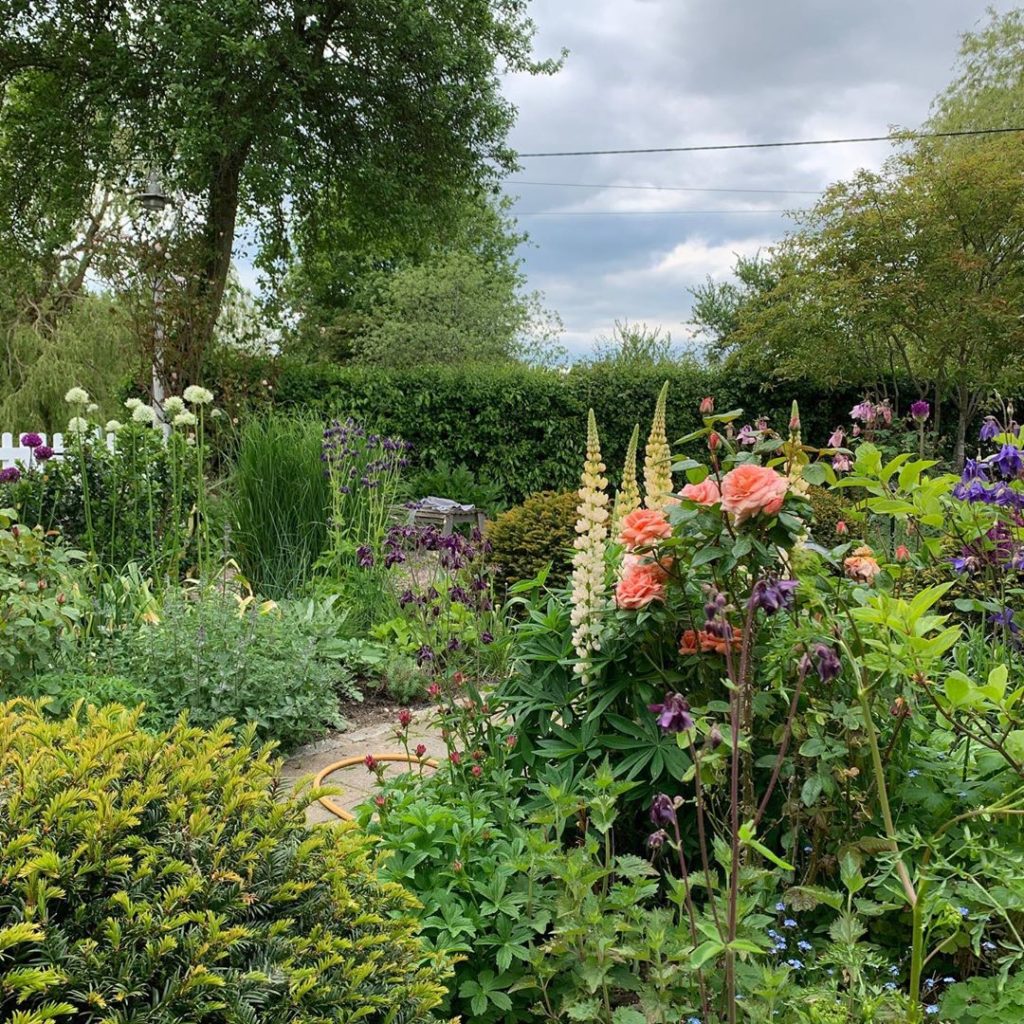 kategouldgardens: Two super hot dry summers, one ‘beast from the east’ & one monsoon-like winter, … Two super hot dry summers, one ‘beast from the east’ & one monsoon-like winter, ...