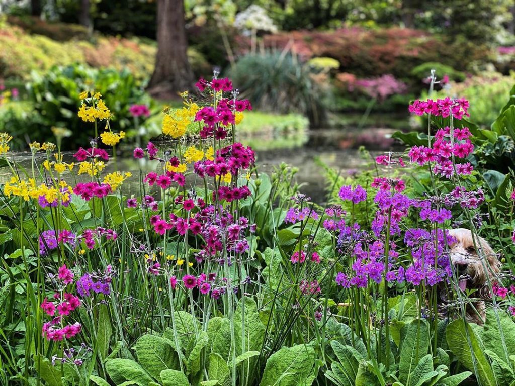 #WheresWillow #Wednesday : #cockerpoo #peekaboo...