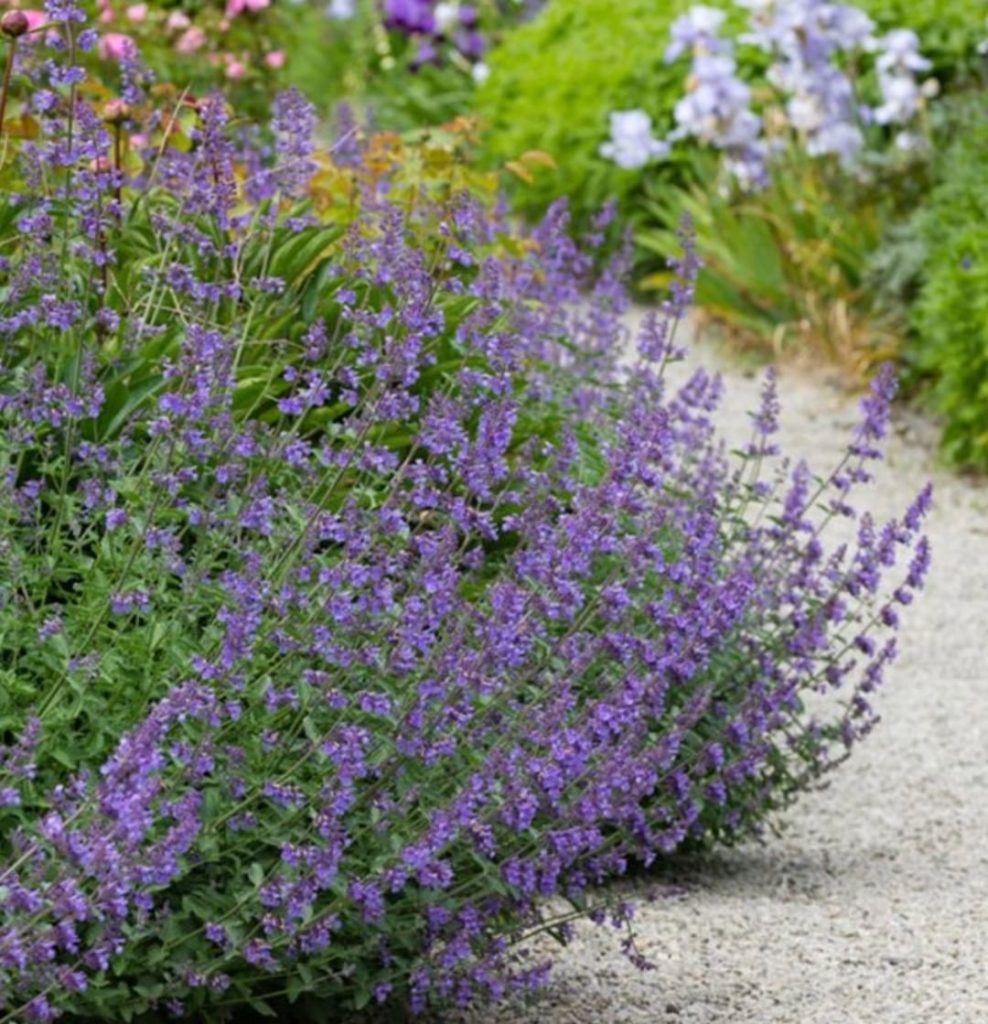 Mystery Plant Monday:
-Zones 3-9
-Provides year-round interest, with the gray-gr...