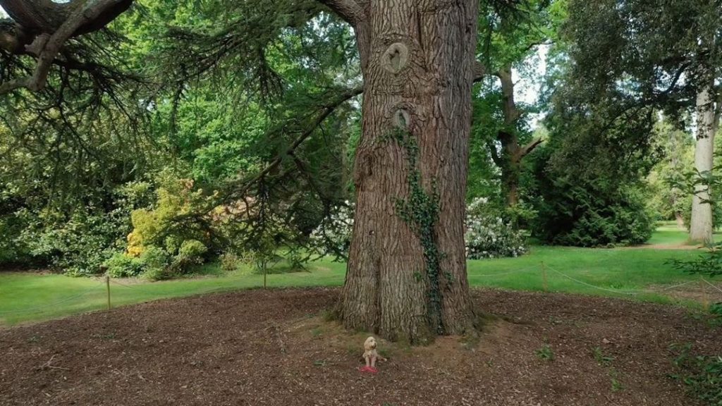 #Tuesday’s #tree of the #day : Cedrus atlantica - planted in 1845 - a true old #...