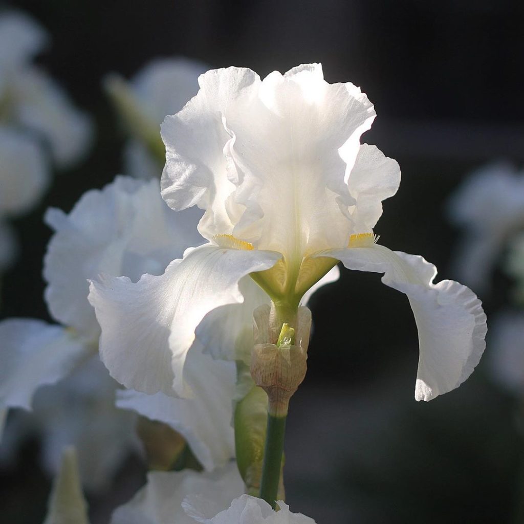 sheilajacklandscapes: Little bit of #rhschelsea in a week when we’re all missing it… my original #ir… Little bit of #rhschelsea in a week when we’re all missing it... my original #ir...